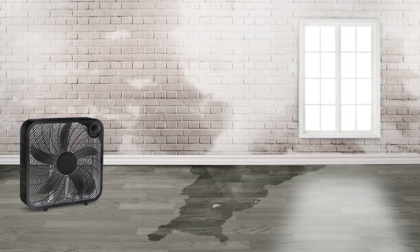 Best Basement water damage restoration  in Strasburg, VA